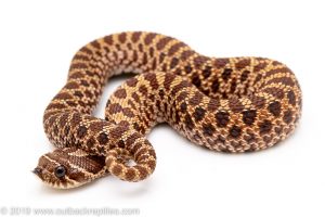 Het ALbino Western hognose snake for sale