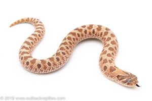 Western hognose snake for sale