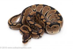 Ball python for sale