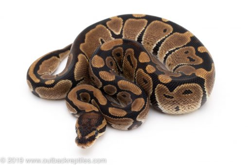 Ball python for sale