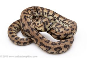 Jaguar carpet python for sale