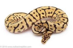 Leopard SPider ball python for sale