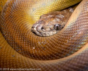 Papuan Olive Python