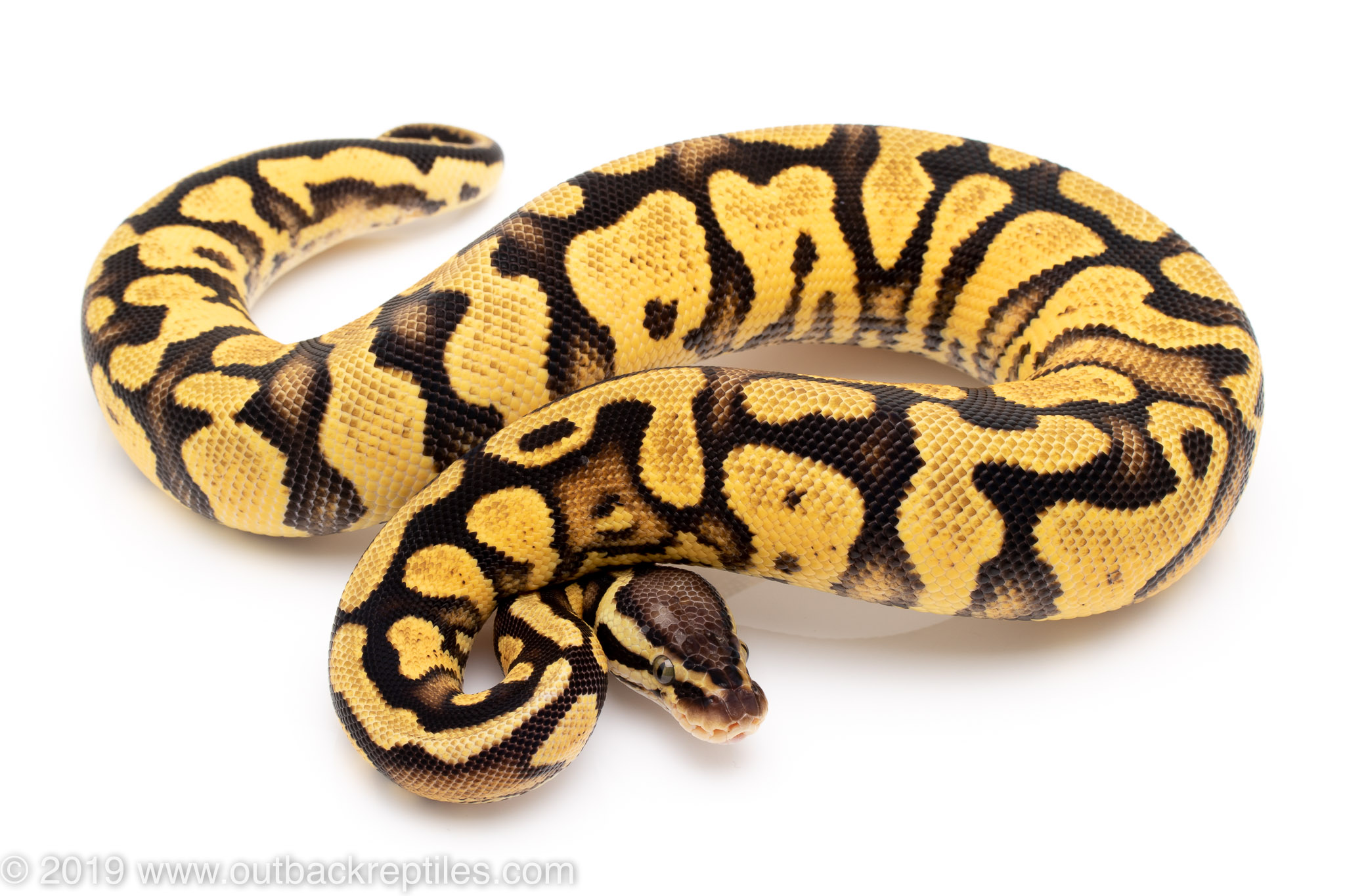 Pastel YB het pied | Outback Reptiles