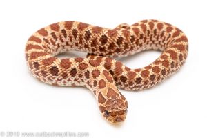 Red Phase Western hognose snake for sale