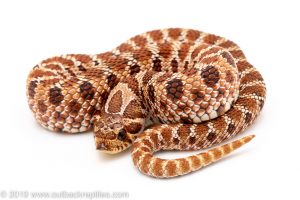 Western Hognose Snake for Sale