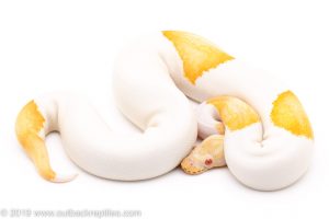 Albino Pied ball pythons for sale