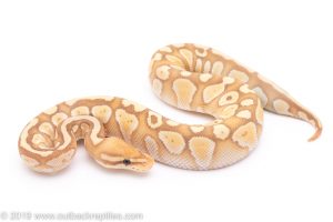 banana lesser het clown ball python for sale