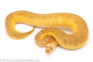 Lemon Blast clown ball pythons for sale