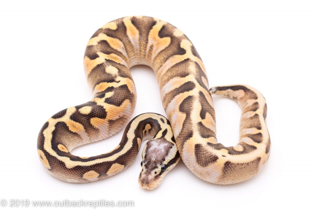 Super pastel calico ball python for sale | Outback Reptiles