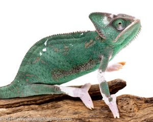 Translucent Veiled Chameleon for sale