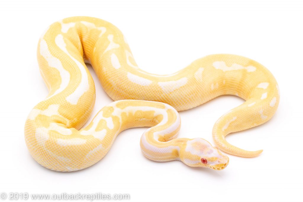 Albino Dh Axanthic Pied Poss Leopard Ball Python For Sale 