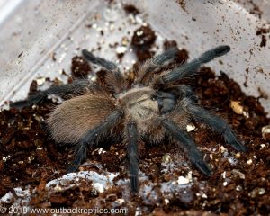 balfouri blue baboon tarantula