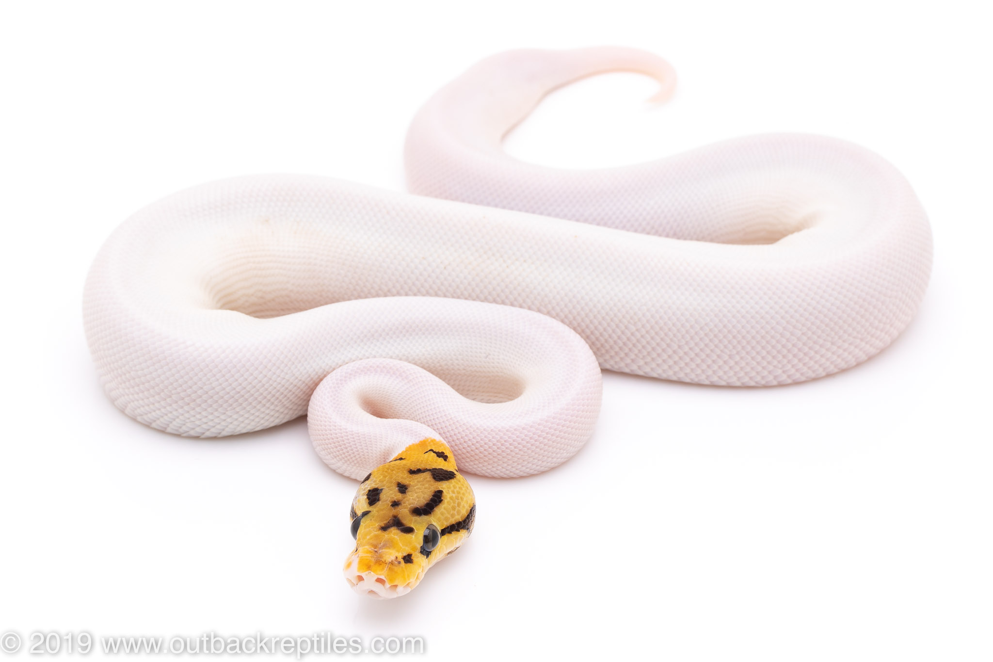 bumblebee pied ball python for sale | Outback Reptiles