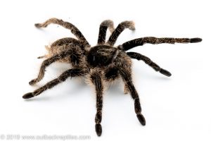 curly hair tarantula for sale