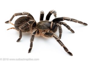 stripe knee tarantula for sale