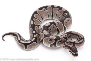 VPI Axanthic ball python for sale