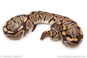 Double Het Albino Clown female breeder ball python for sale