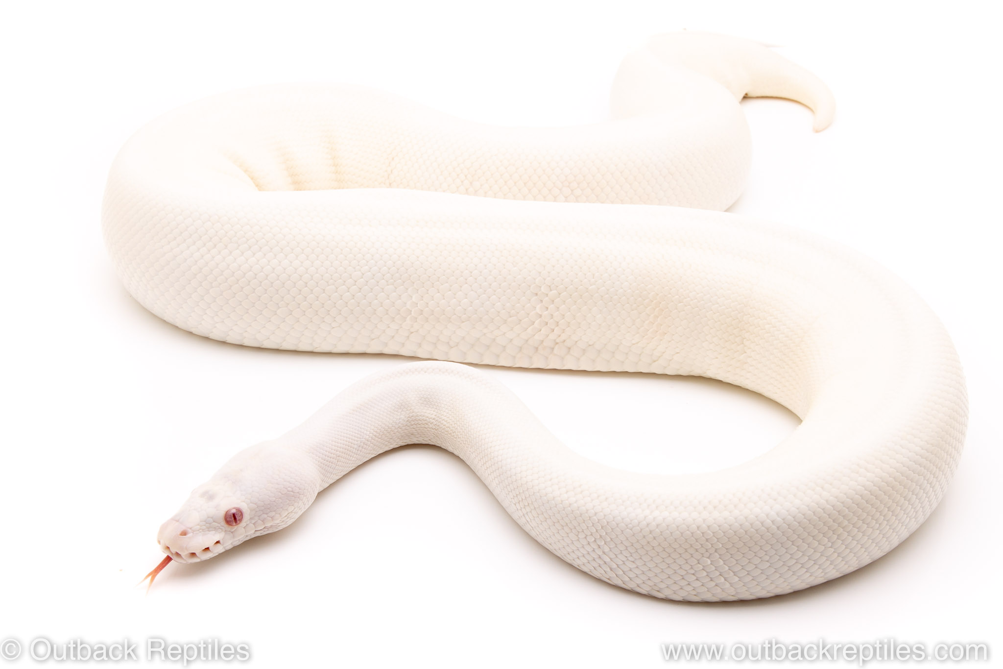 6 VPI Snow | Outback Reptiles