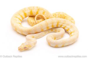 albino carpet python for sale