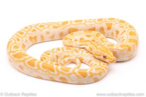 Albino Burmese Python for sale