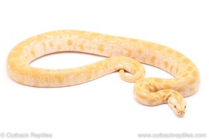 Albino Burmese python for sale