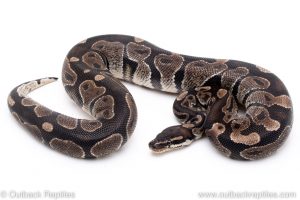 Black Axanthic ball python reptiles for sale