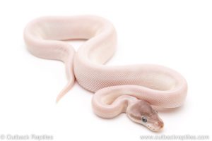 Blue Eyed Lucy ball python for sale