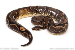 Calico ball python for sale