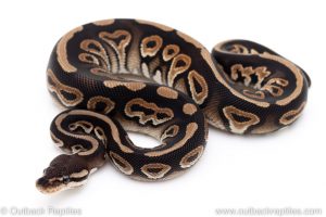 Cinnamon het Clown ball python for sale