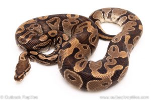 DH albino pied ball python reptiles for sale