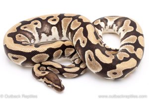 Desert ball python for sale reptile for sale