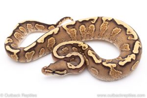 GHI Vanilla Yellowbelly ball python for sale