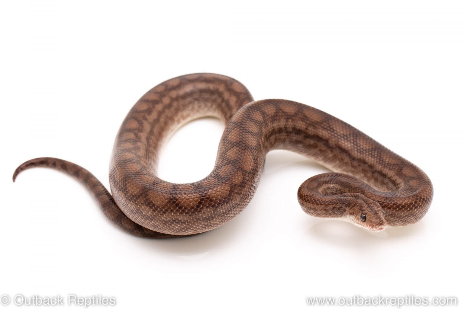 Het Lucy Colombian Rainbow boa | Outback Reptiles