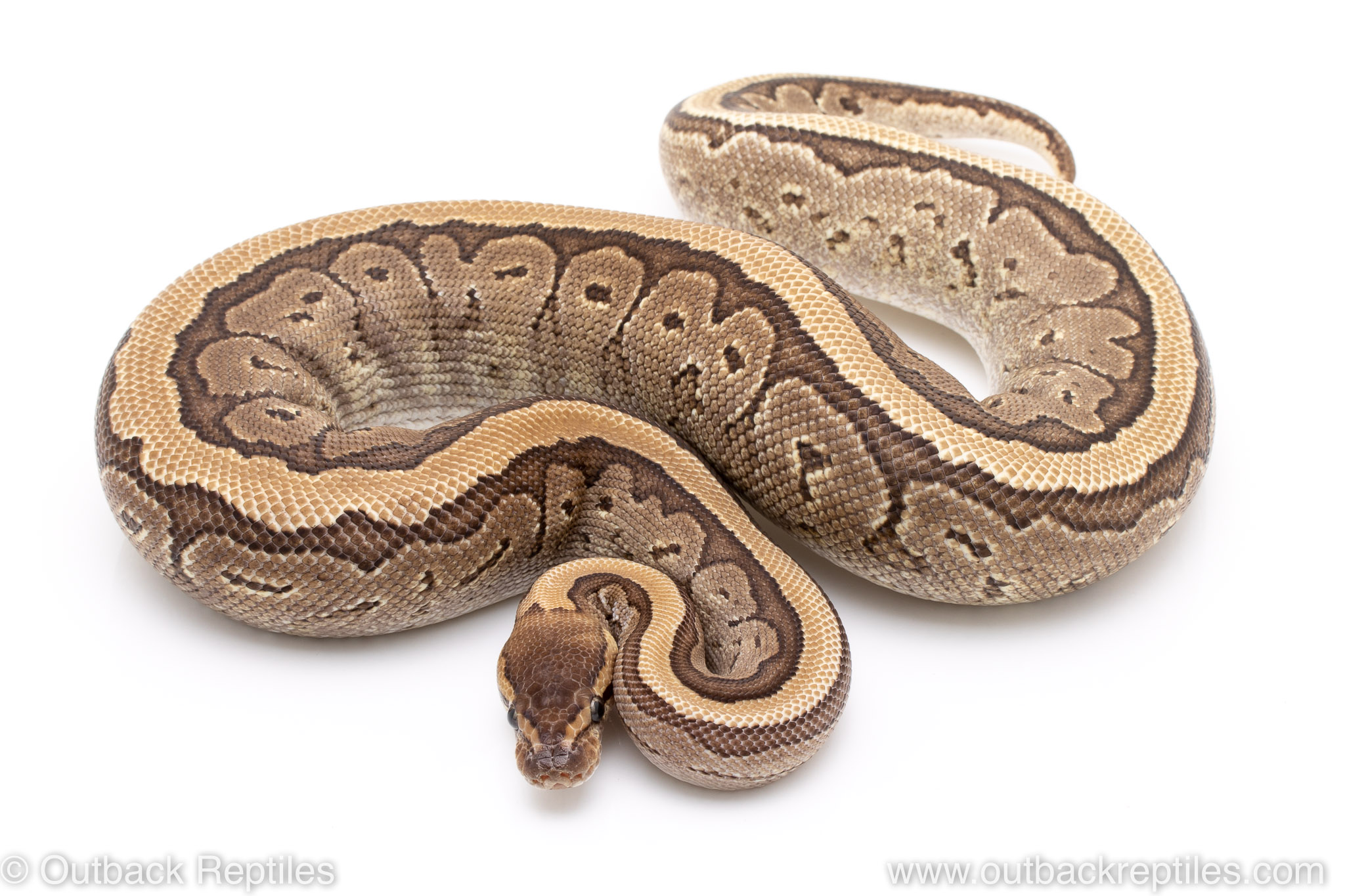 Jigsaw het pied female | Outback Reptiles