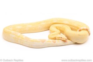 Kahl Albino boa constrictor for sale