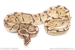 Mojave Spider ball python for sale