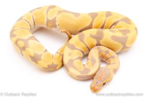 Toffee poss het vpi axanthic ball python for sale reptile for sale