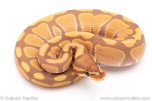 Ultramel ball pythons for sale