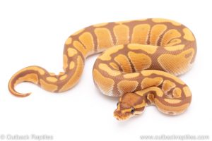 ultramel ball pythons for sale