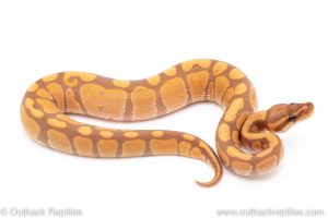 Ultramel ball pythons for sale