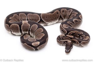 VPI Axanthic ball python for sale reptile for sale