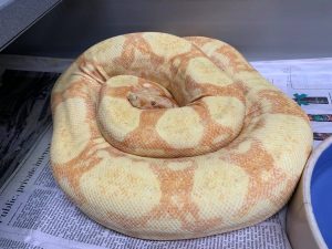 Sunglow Boa for sale