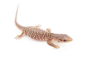 baby savannah monitor lizard for sale