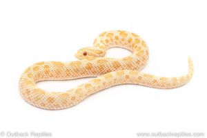 Albino Anaconda Hognose Snake for sale