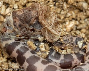 Saharan Egg Laying Sand boa for sale