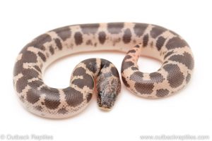 Saharan Sand Boa for sale