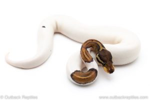 Black pAstel Pied ball python for sale