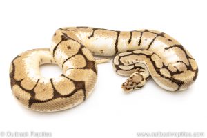 Bumblebee ball python for sale