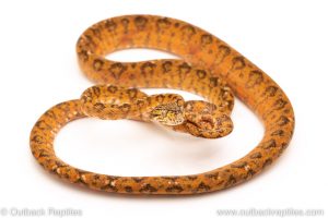 Calico Amazon tree Boa for sale